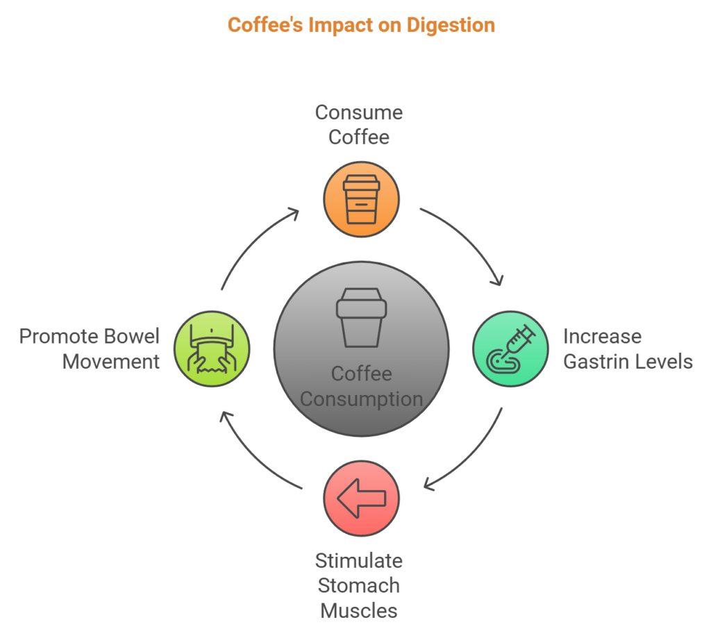 Coffee's impact on digestion